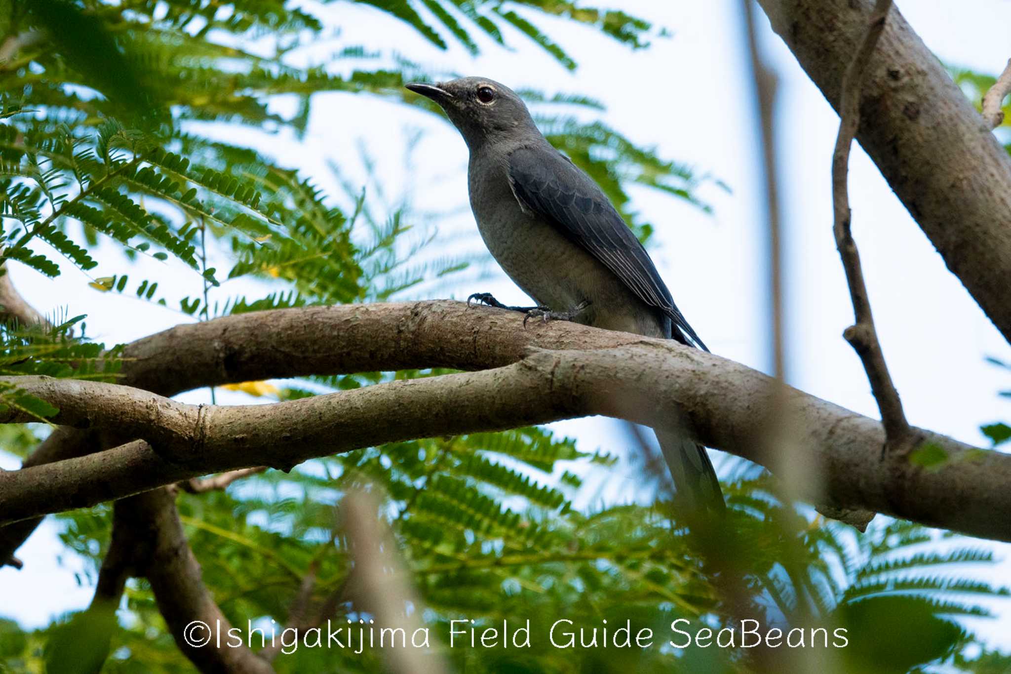 Photo of Black-winged Cuckooshrike at Ishigaki Island by 石垣島バードウオッチングガイドSeaBeans