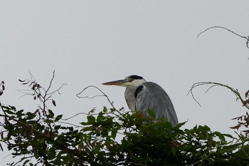 Grey Heron いつもの河原 Sun, 9/11/2016