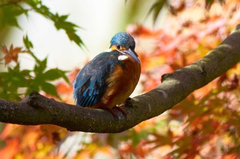 カワセミ 薬師池公園 2020年11月26日(木)