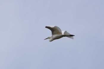 Great Egret Isanuma Fri, 10/14/2016