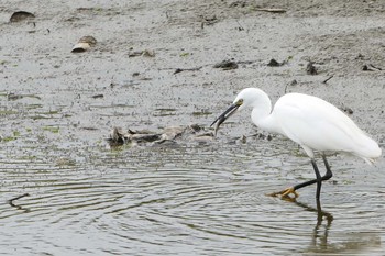 Little Egret Isanuma Wed, 10/5/2016