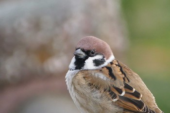 Eurasian Tree Sparrow Isanuma Fri, 10/14/2016