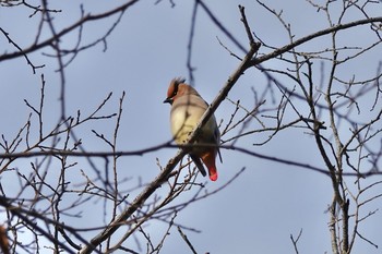 2020年11月4日(水) 青葉公園(千歳市)の野鳥観察記録