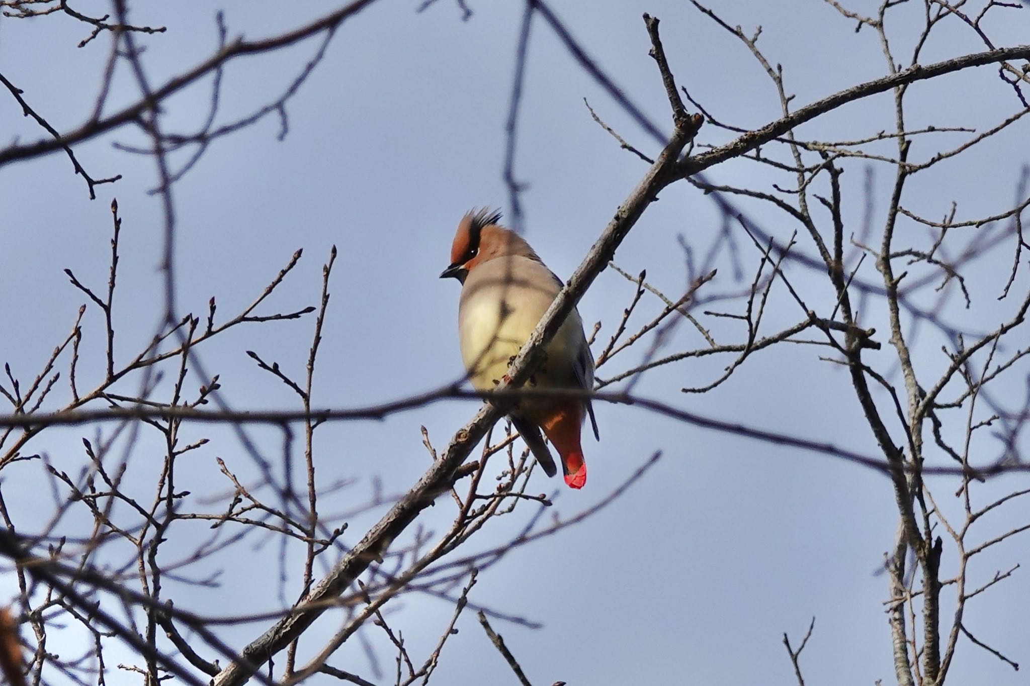 Japanese Waxwing