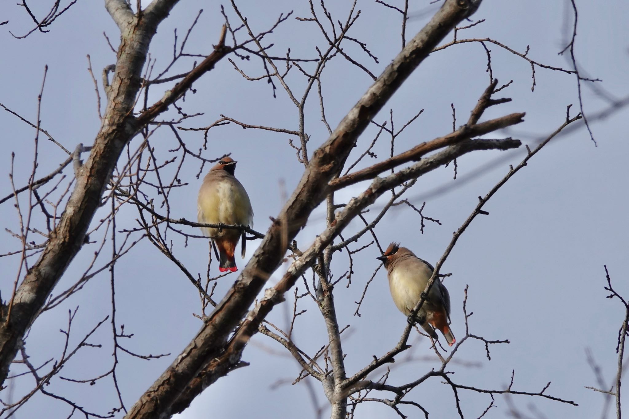 Japanese Waxwing