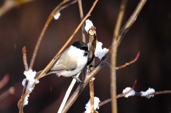 2020年11月23日(月) 真駒内公園の野鳥観察記録