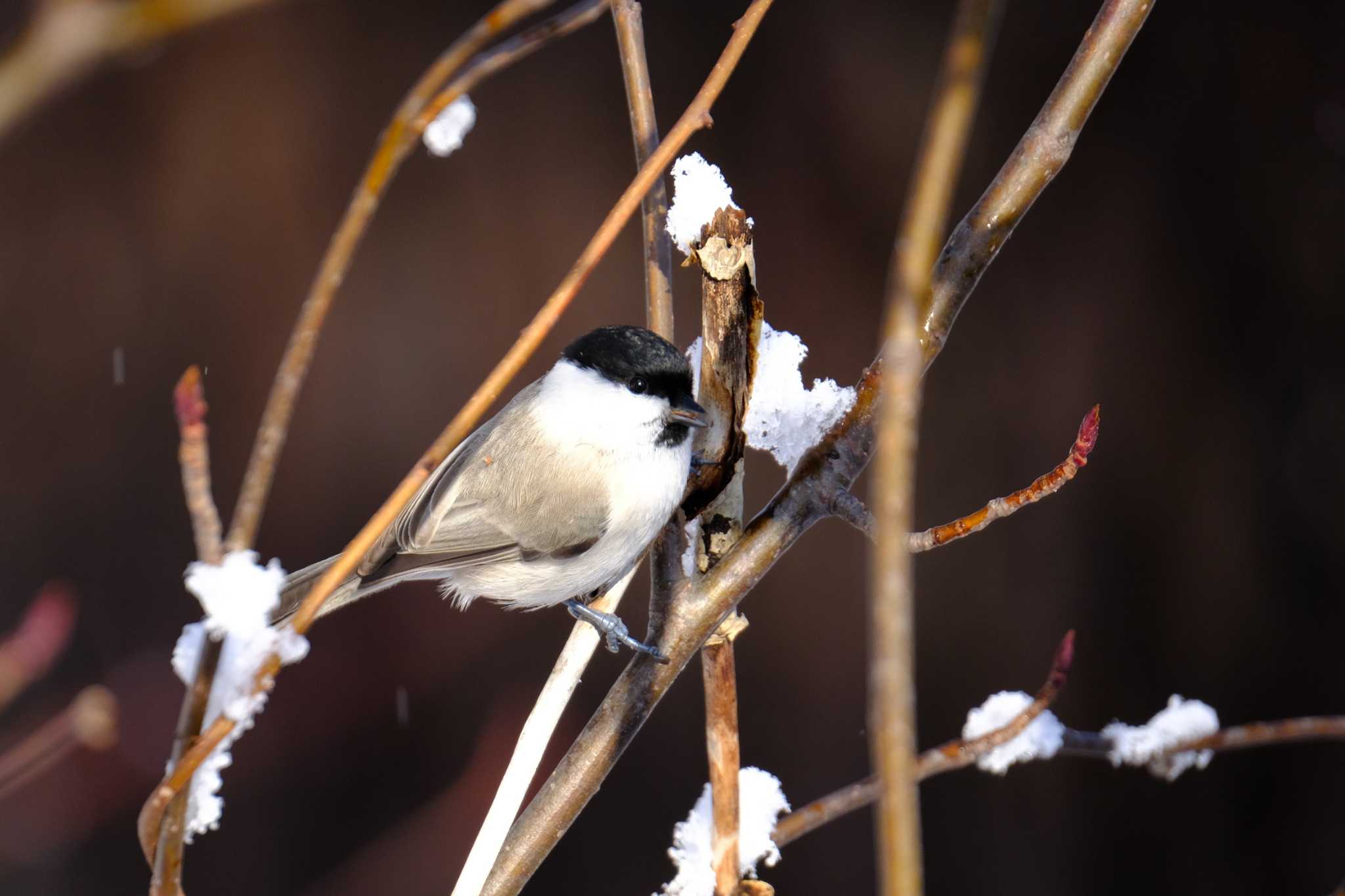 Photo of Marsh Tit at Makomanai Park by toru