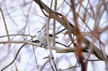 Long-tailed tit(japonicus) Makomanai Park Mon, 11/23/2020