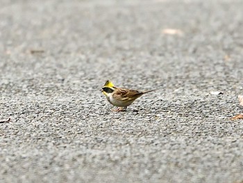 Yellow-throated Bunting Unknown Spots Wed, 12/2/2020