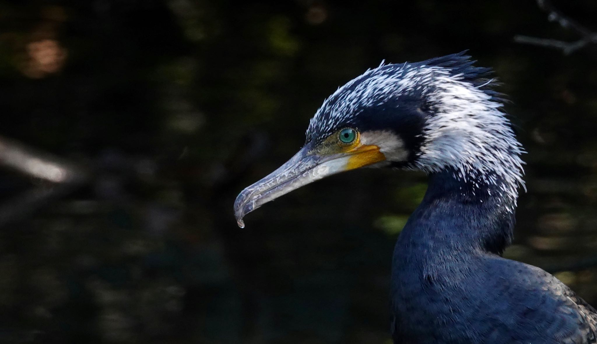 東京都 カワウの写真 by のどか