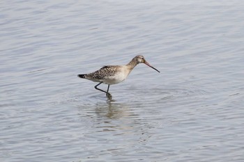 Black-tailed Godwit Isanuma Fri, 10/14/2016