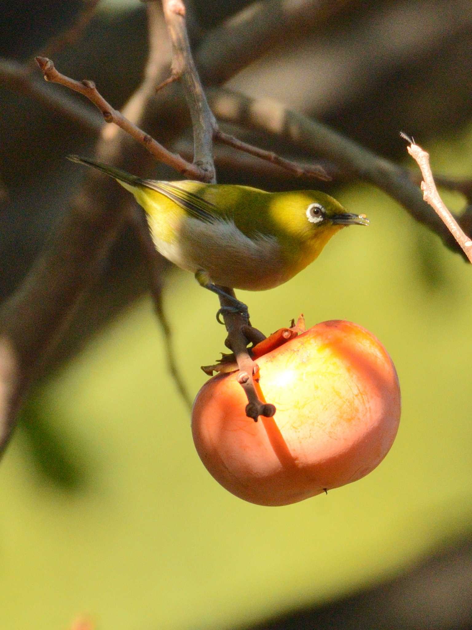 東京港野鳥公園 メジロの写真 by 80%以上は覚えてないかも