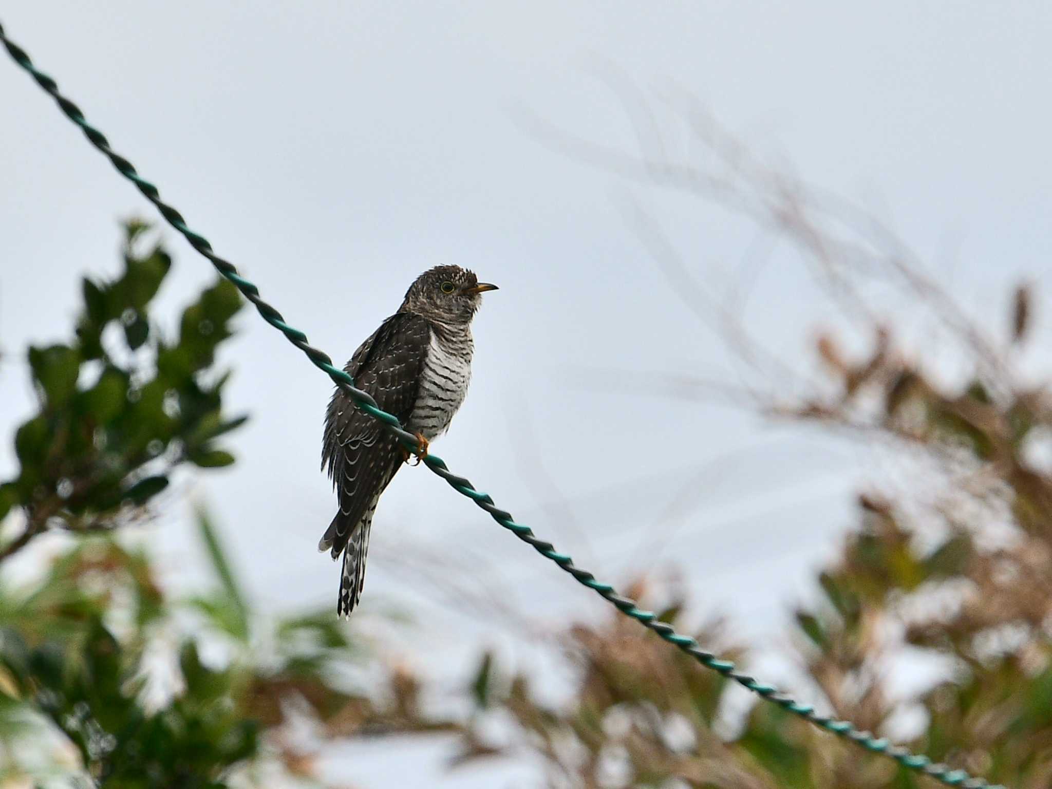 Oriental Cuckoo