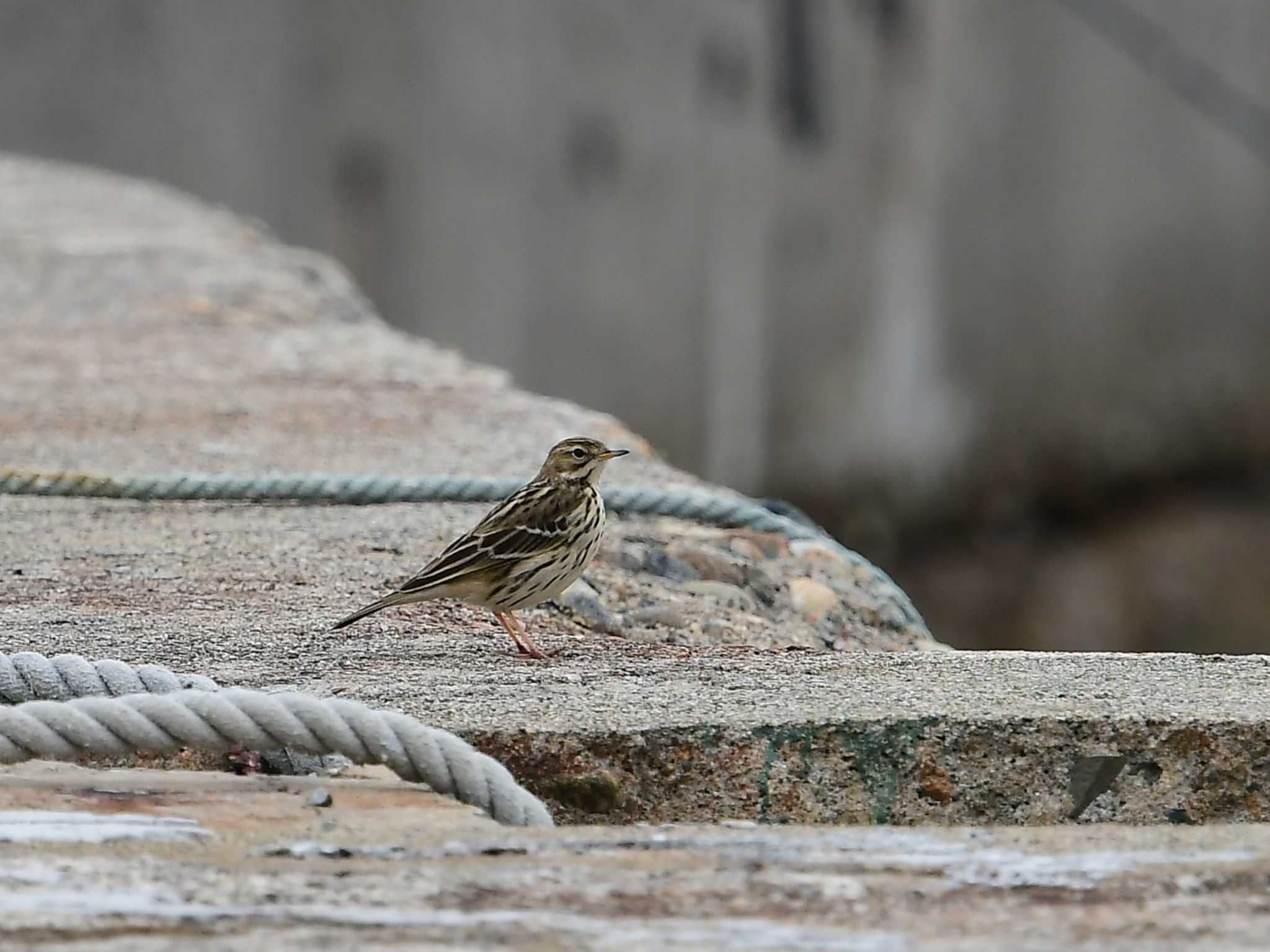 Red-throated Pipit