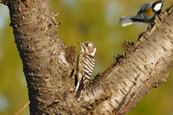 Japanese Pygmy Woodpecker Isanuma Tue, 10/25/2016