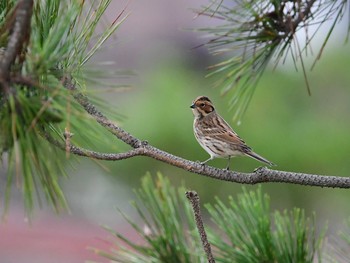 Little Bunting Hegura Island Mon, 10/12/2020