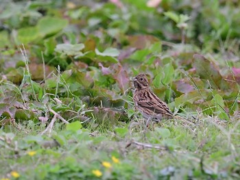 2020年10月12日(月) 舳倉島の野鳥観察記録