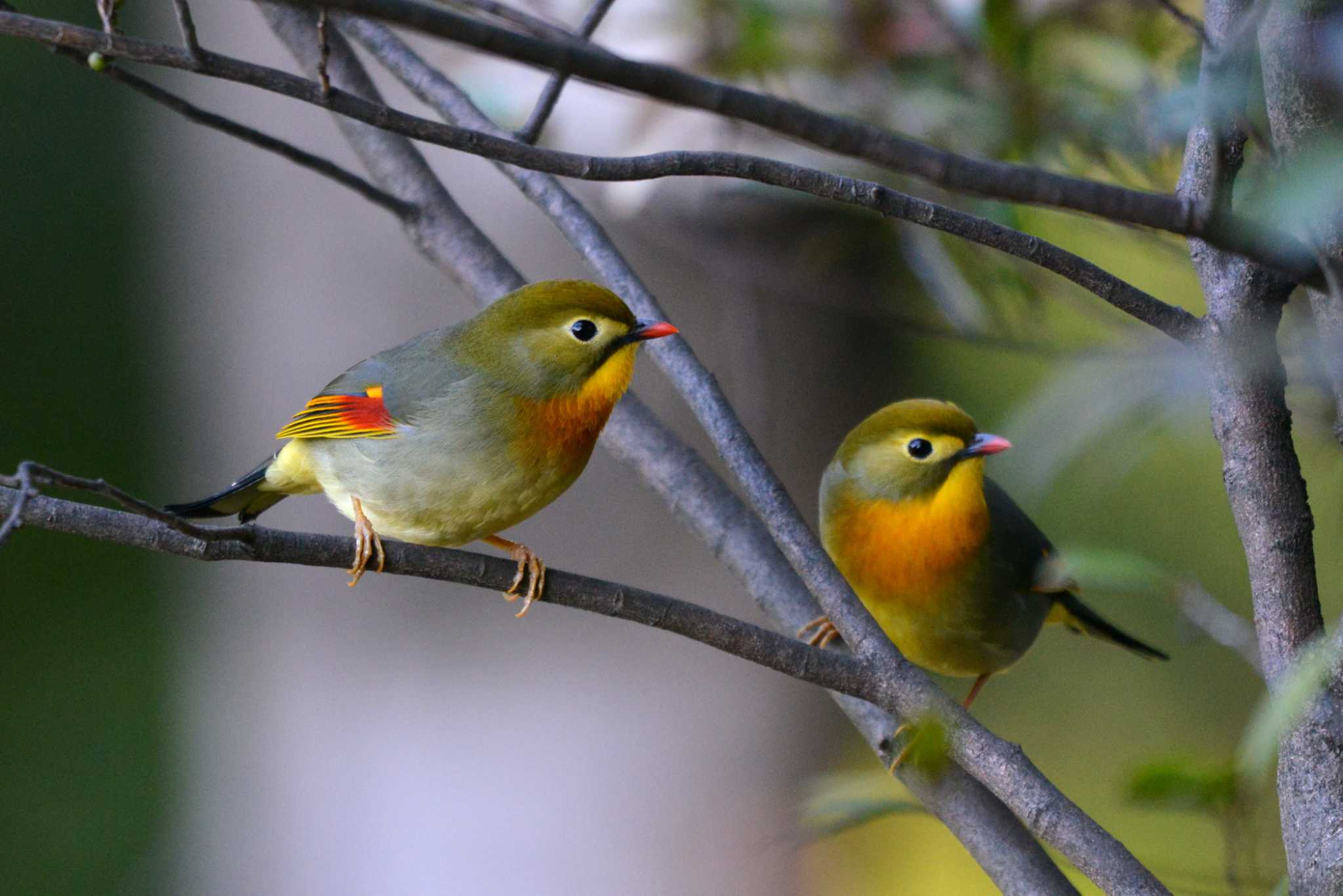 Red-billed Leiothrix