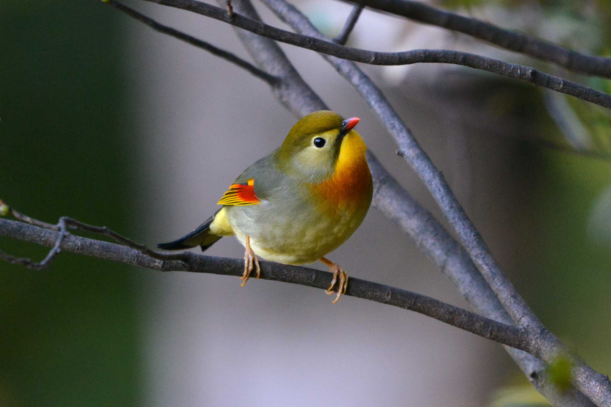 Red-billed Leiothrix