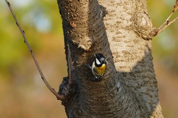 Japanese Tit Isanuma Tue, 10/25/2016