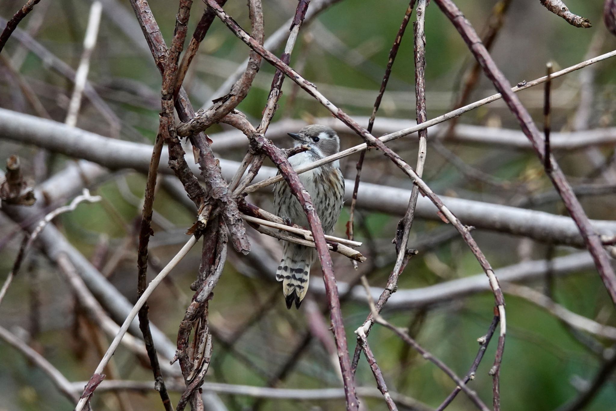 Japanese Pygmy Woodpecker(seebohmi)