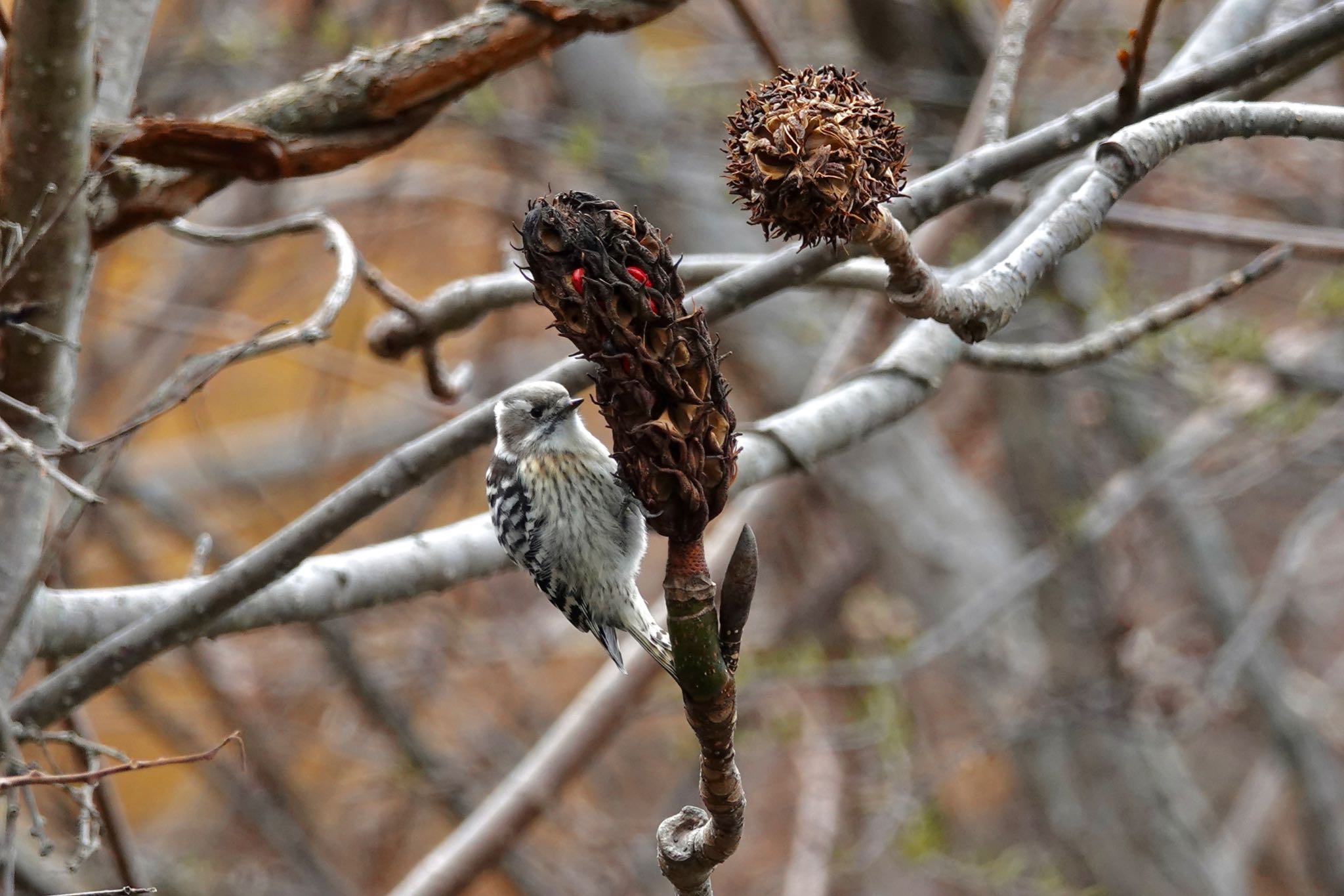 Japanese Pygmy Woodpecker(seebohmi)