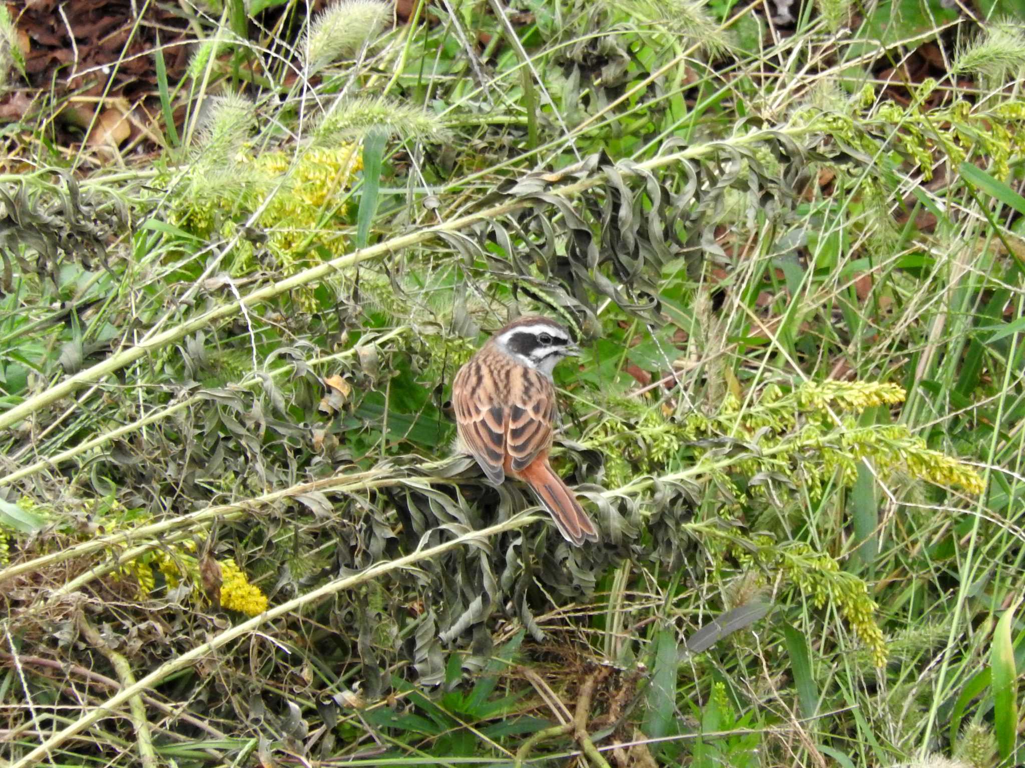 Meadow Bunting