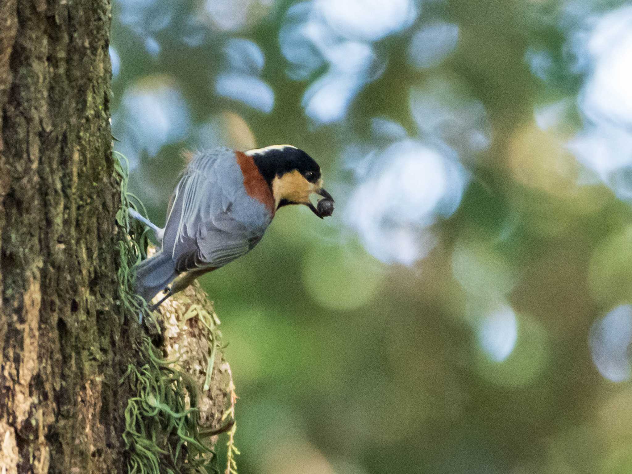 水元公園 ヤマガラの写真 by ryokawameister