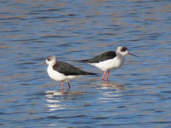 Black-winged Stilt 岸和田市 Wed, 12/2/2020