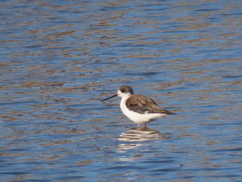 Black-winged Stilt 岸和田市 Wed, 12/2/2020