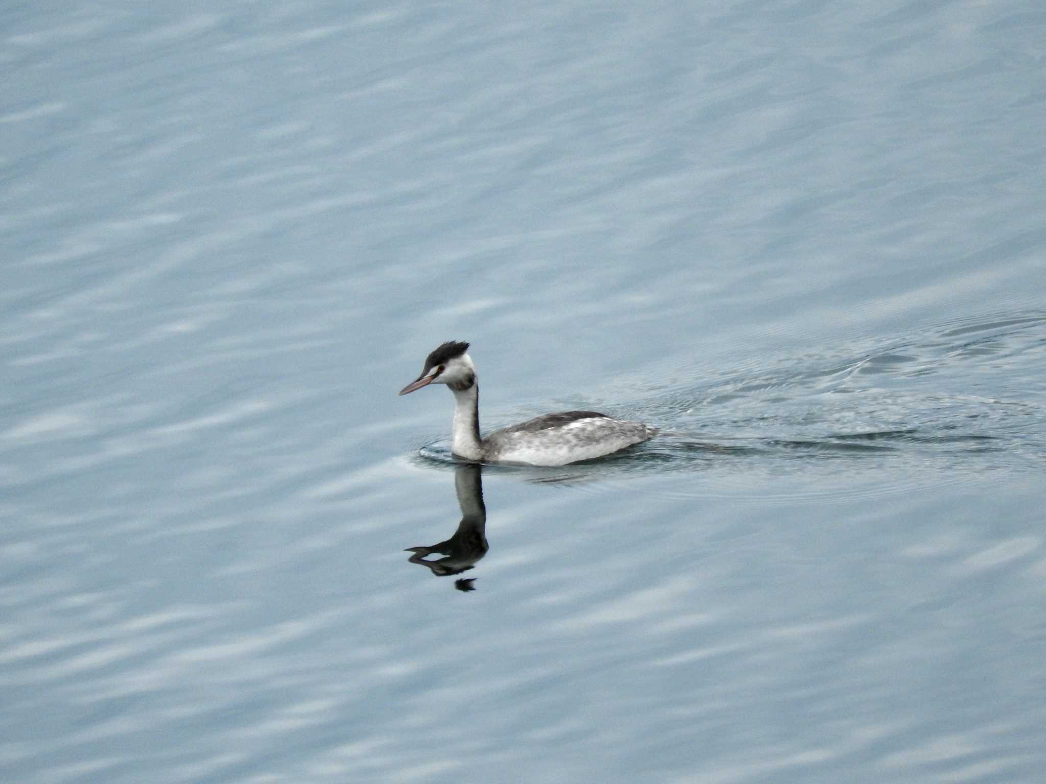 Photo of Great Crested Grebe at 狭山湖 by とみやん