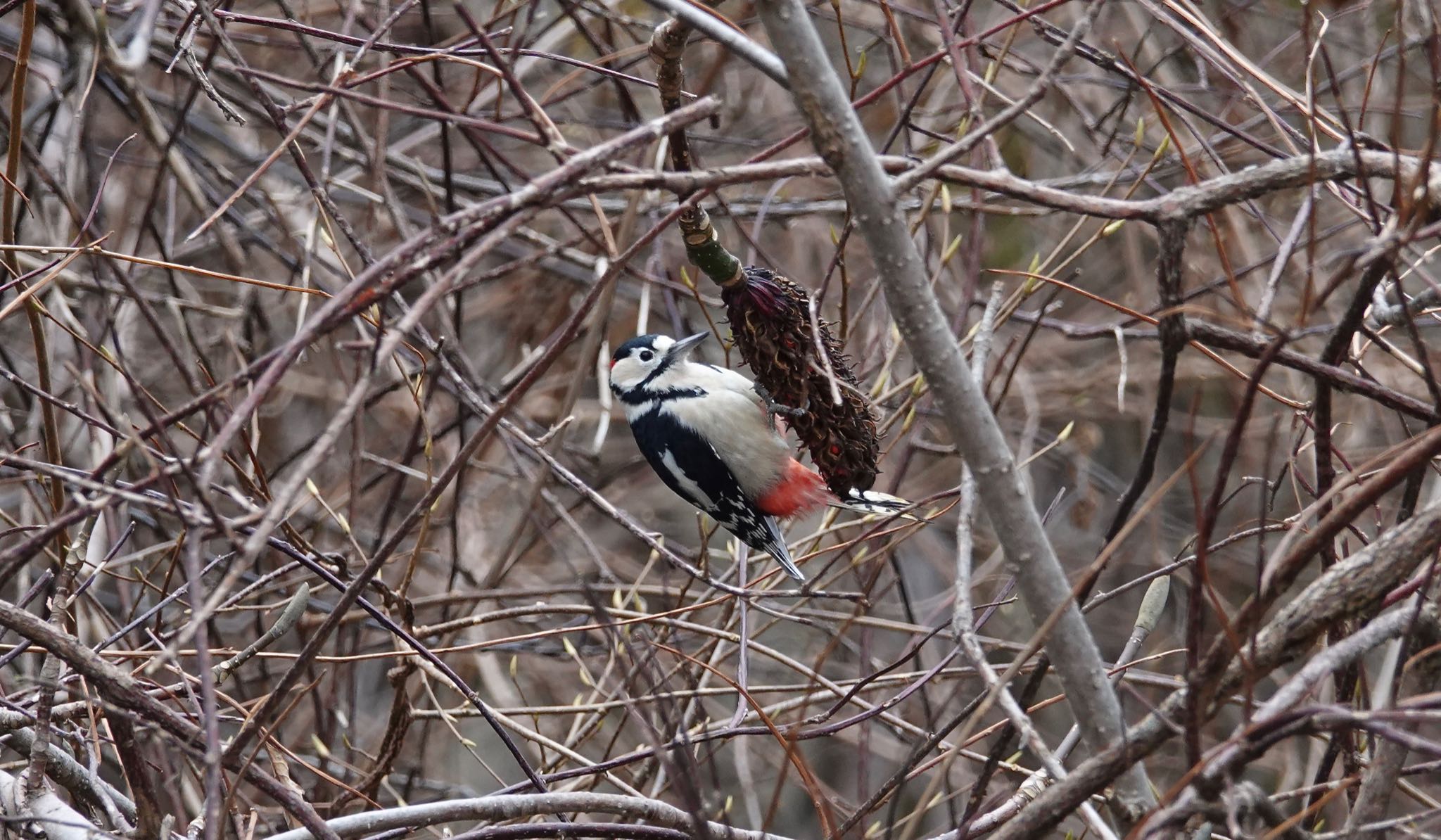 Great Spotted Woodpecker(japonicus)