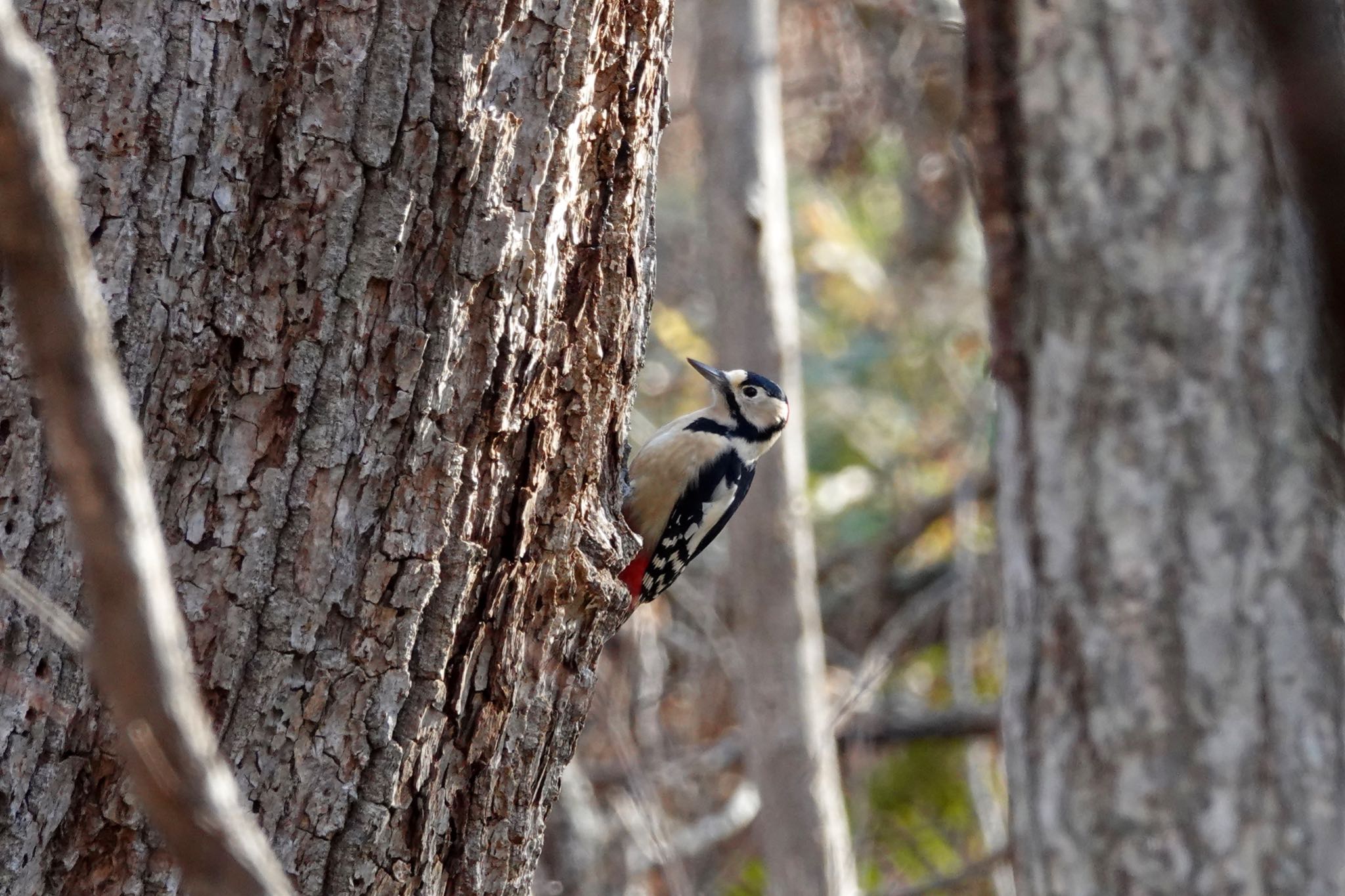 Great Spotted Woodpecker(japonicus)