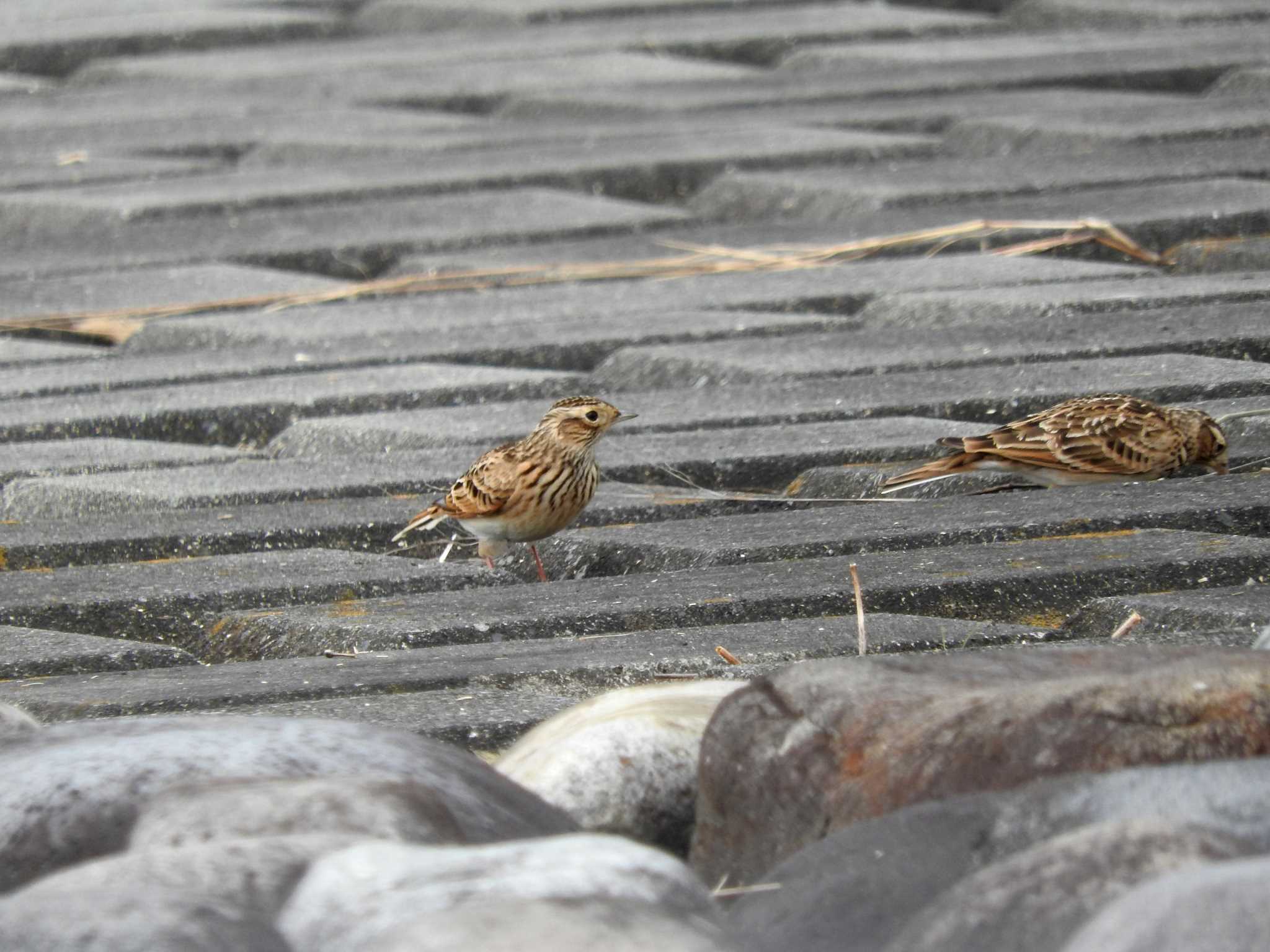 Eurasian Skylark