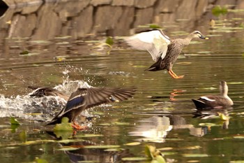 2020年11月29日(日) 三ツ池公園(横浜市鶴見区)の野鳥観察記録