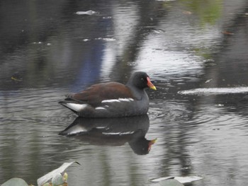 Common Moorhen 市川市 Thu, 12/3/2020