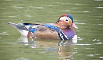 埼玉県草加市の野鳥情報 | ZooPicker