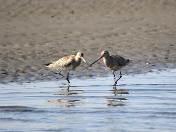 Bar-tailed Godwit Sambanze Tideland Thu, 10/20/2016