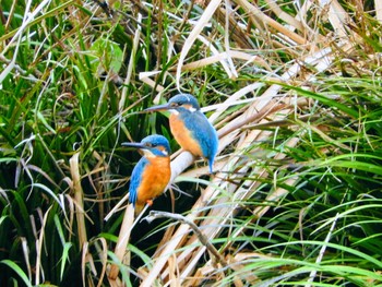 Common Kingfisher 市川市 Thu, 12/3/2020