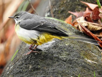 Grey Wagtail 市川市 Thu, 12/3/2020