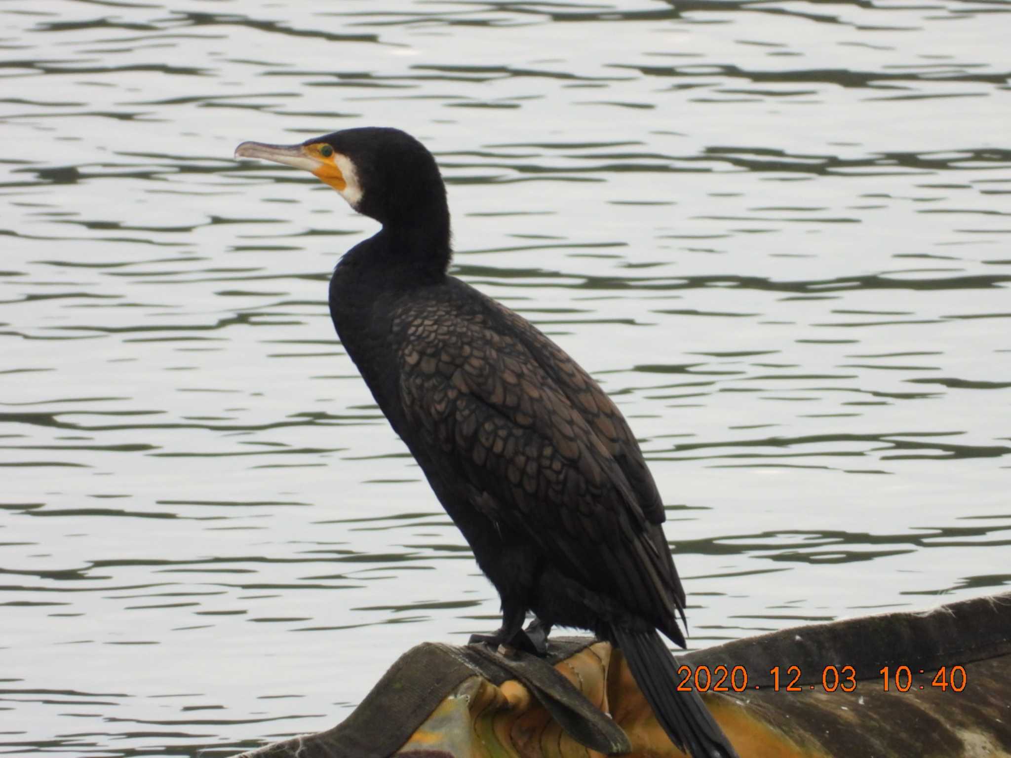 長浜ダム カワウの写真 by minami 