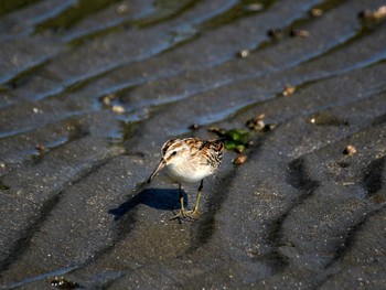 Broad-billed Sandpiper Sambanze Tideland Thu, 10/20/2016