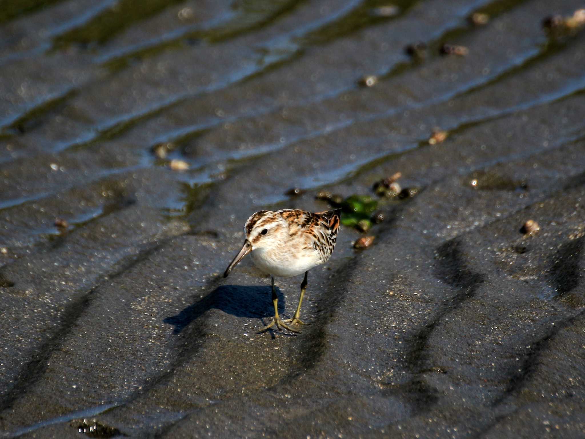 ふなばし三番瀬海浜公園 キリアイの写真 by とみやん