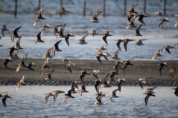 ハマシギ ふなばし三番瀬海浜公園 2016年10月20日(木)