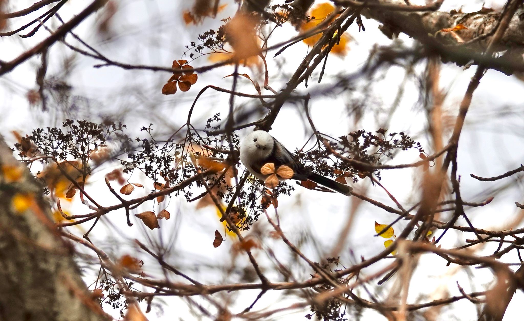 Long-tailed tit(japonicus)