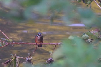 カワセミ 野川 2020年9月9日(水)