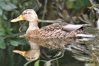 Mallard 伊豆諸島北部 Thu, 12/3/2020