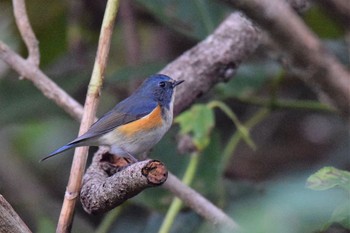 Red-flanked Bluetail 伊豆諸島北部 Thu, 12/3/2020