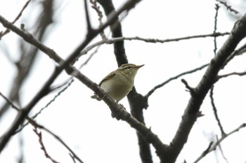 メボソムシクイ 東京大学附属植物園 2016年10月22日(土)