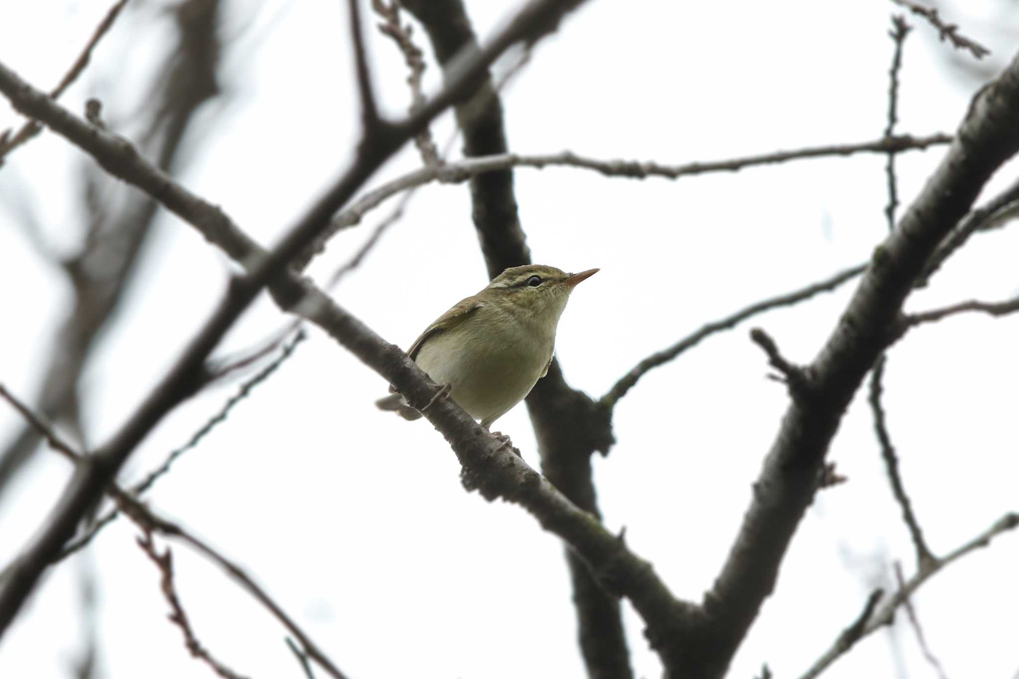 Japanese Leaf Warbler